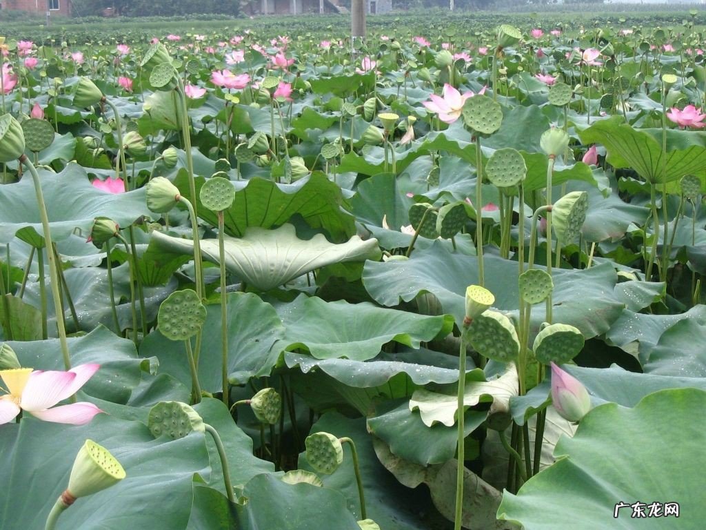 新鲜莲蓬的功效与作用