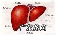 肝功能是检查什么?大约多少钱?