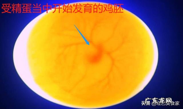 为什么有些人把鸡蛋说成是“母鸡蛋”和“公鸡蛋”?