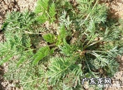 端午节插艾草，农村野外青蒿、白蒿、毛蒿和艾草傻傻分不清楚，怎么分辨出来呢？