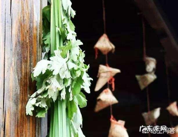 端午节插艾草，农村野外青蒿、白蒿、毛蒿和艾草傻傻分不清楚，怎么分辨出来呢？