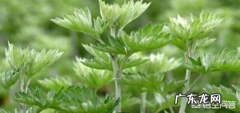 端午节插艾草，农村野外青蒿、白蒿、毛蒿和艾草傻傻分不清楚，怎么分辨出来呢？