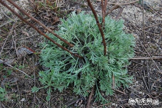 端午节插艾草，农村野外青蒿、白蒿、毛蒿和艾草傻傻分不清楚，怎么分辨出来呢？