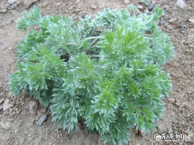 端午节插艾草,农村野外青蒿、白蒿、毛蒿和艾草傻傻分不清楚,怎么分辨出来呢?