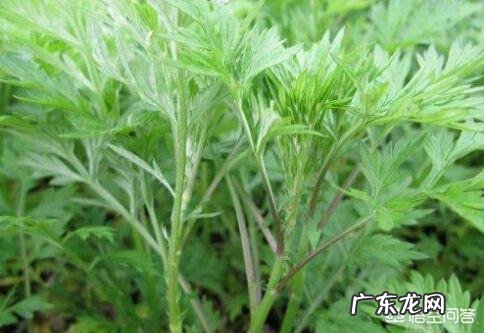 端午节插艾草,农村野外青蒿、白蒿、毛蒿和艾草傻傻分不清楚,怎么分辨出来呢?