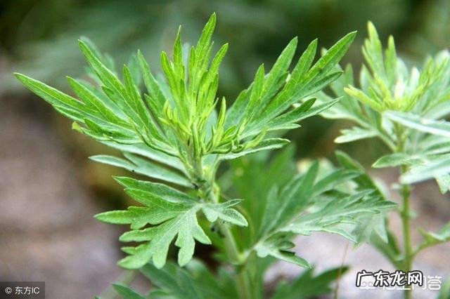 端午节插艾草，农村野外青蒿、白蒿、毛蒿和艾草傻傻分不清楚，怎么分辨出来呢？