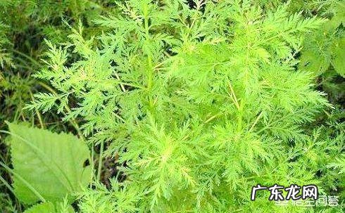 端午节插艾草，农村野外青蒿、白蒿、毛蒿和艾草傻傻分不清楚，怎么分辨出来呢？