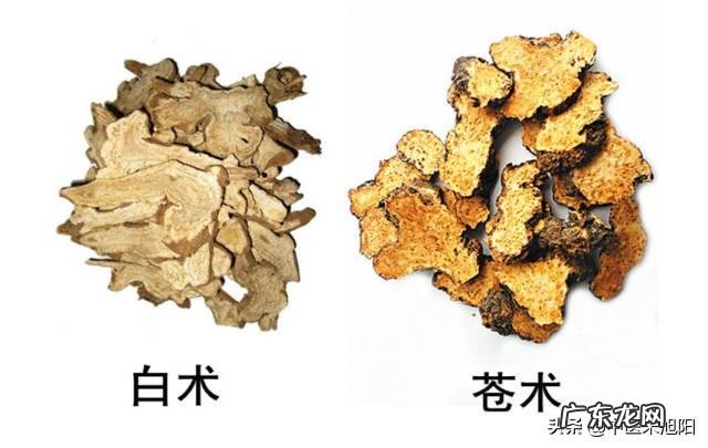 白术与苍术都能燥湿健脾，功效应用如何区别？