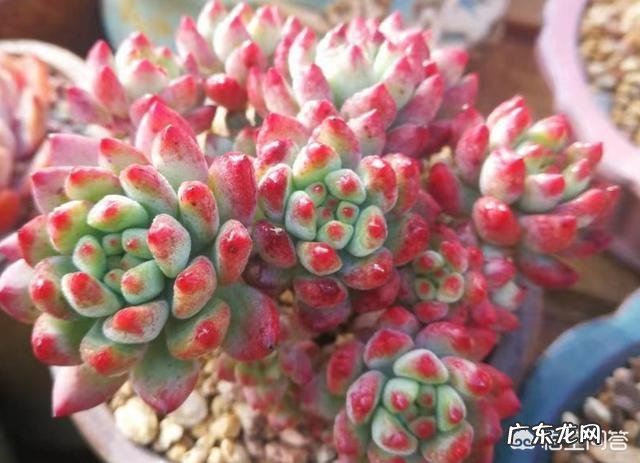 平时种多肉植物和绿植用的营养土,对身体有害吗?对孕妇会不会有影响?