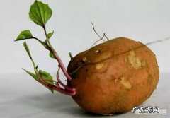 已经发芽的红薯还能吃吗？