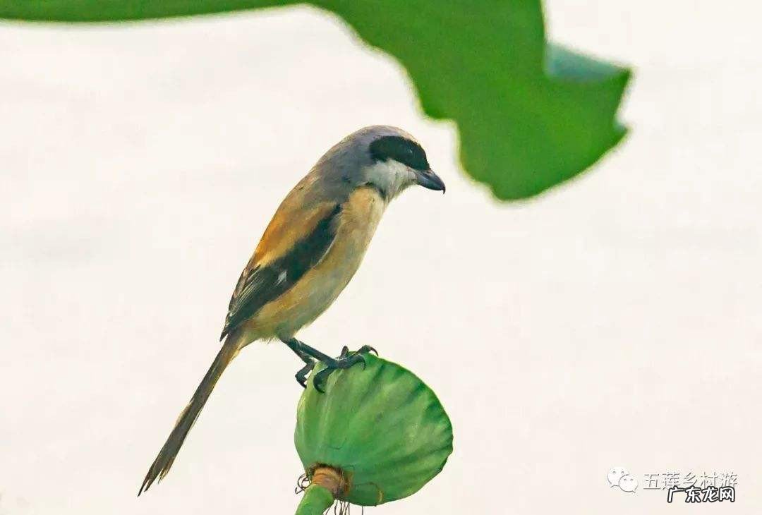 劳燕分飞劳指的是什么