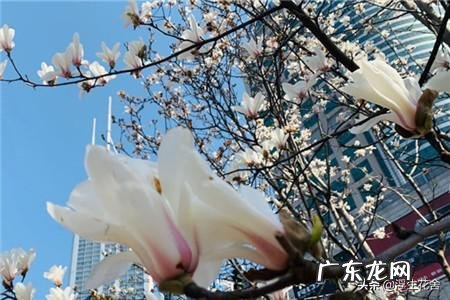 兰花黄褐斑是怎么形成的?