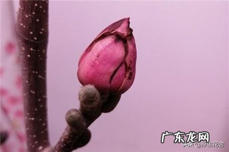 兰花黄褐斑是怎么形成的?