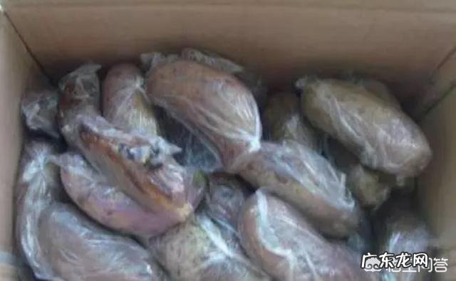 现在种植八月瓜能赚钱吗？