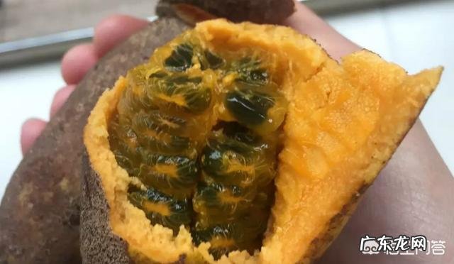 现在种植八月瓜能赚钱吗？