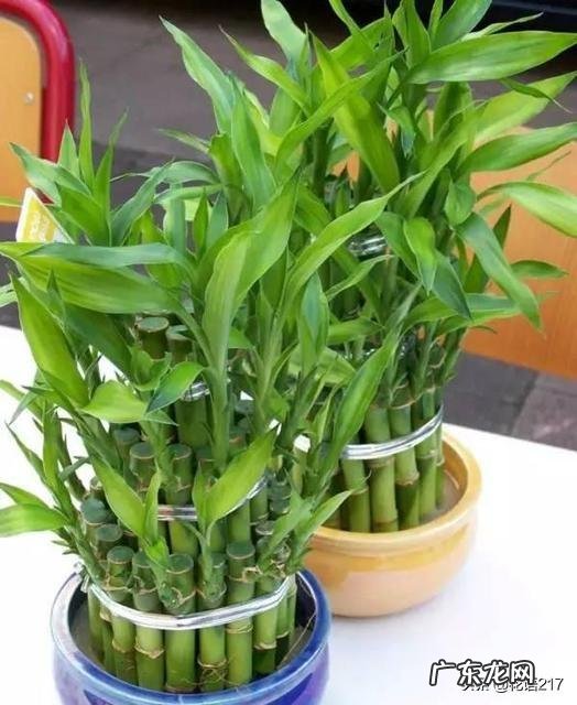 杜鹃花有毒吗,能放在卧室吗?