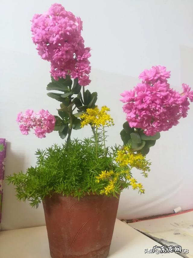 杜鹃花有毒吗,能放在卧室吗?