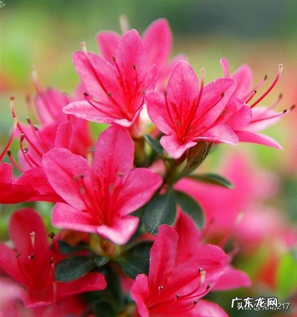 杜鹃花有毒吗,能放在卧室吗?