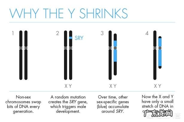 一个人的Y染色体变短,会不会引起性格上的变化?