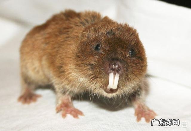 一个人的Y染色体变短,会不会引起性格上的变化?