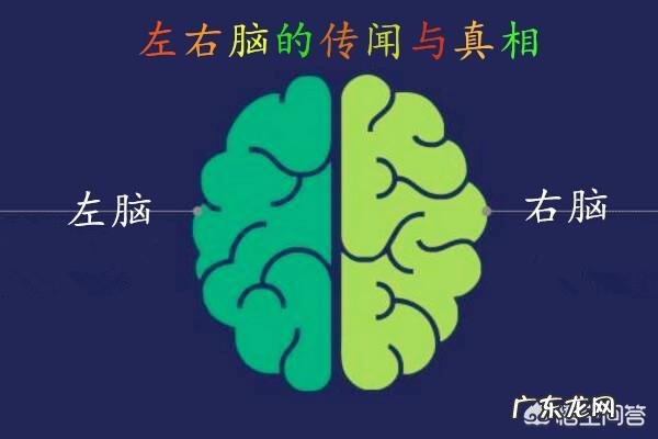 右脑开发是否真的有用?