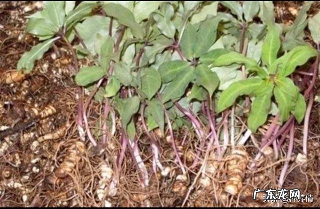 七叶一枝花那么贵,为什么种植的人却很少?