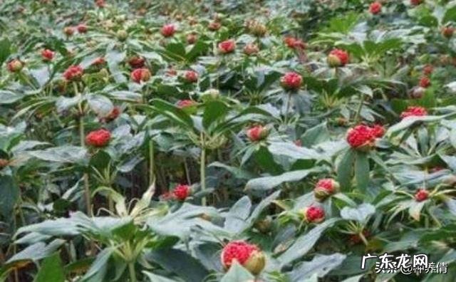 七叶一枝花那么贵,为什么种植的人却很少?