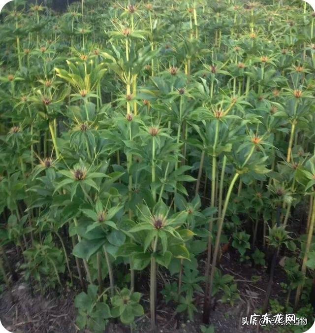 七叶一枝花那么贵,为什么种植的人却很少?