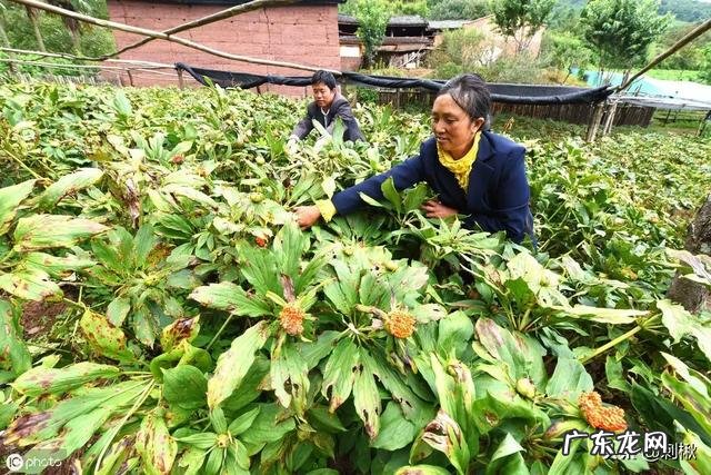七叶一枝花那么贵,为什么种植的人却很少?