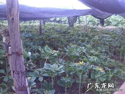 七叶一枝花那么贵,为什么种植的人却很少?