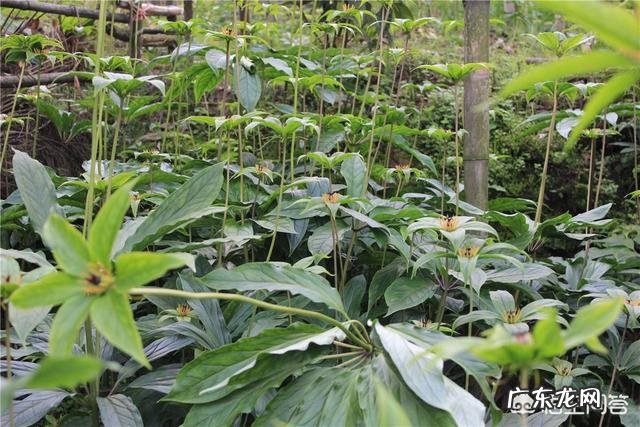 七叶一枝花那么贵,为什么种植的人却很少?