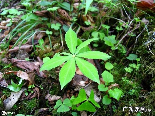 七叶一枝花那么贵,为什么种植的人却很少?