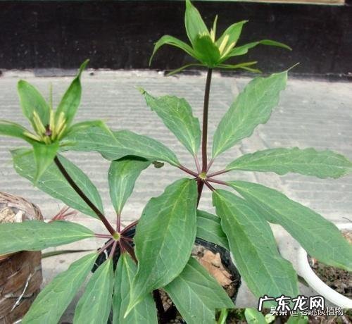 七叶一枝花那么贵,为什么种植的人却很少?