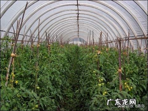 秋天可以种植番茄吗?该怎么种植好?