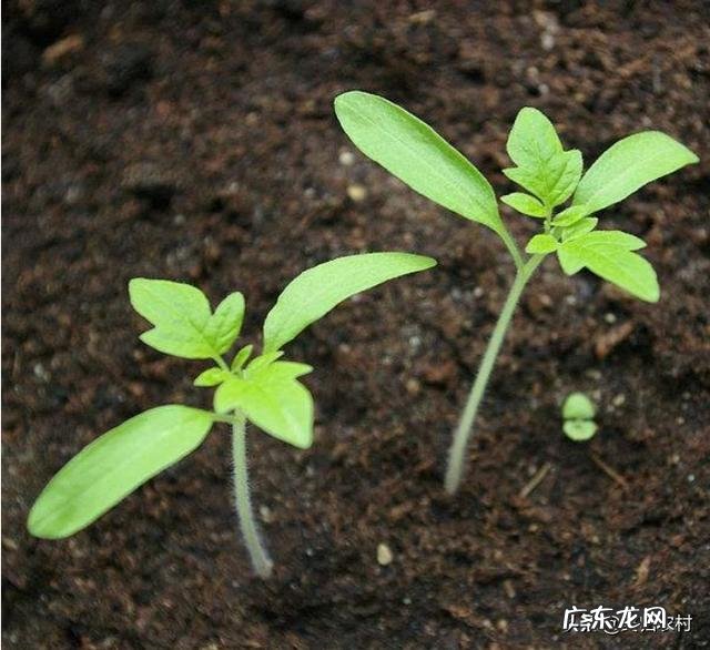 秋天可以种植番茄吗？该怎么种植好？