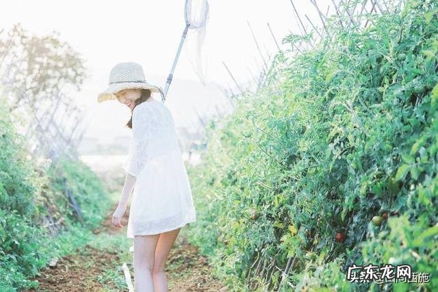 秋天可以种植番茄吗？该怎么种植好？