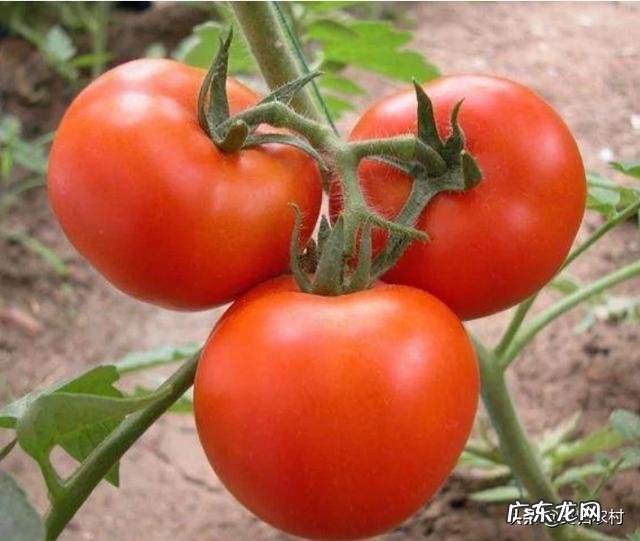 秋天可以种植番茄吗？该怎么种植好？