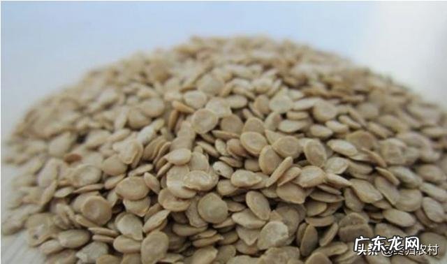 秋天可以种植番茄吗？该怎么种植好？