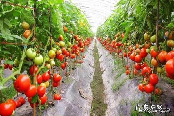 秋天可以种植番茄吗？该怎么种植好？