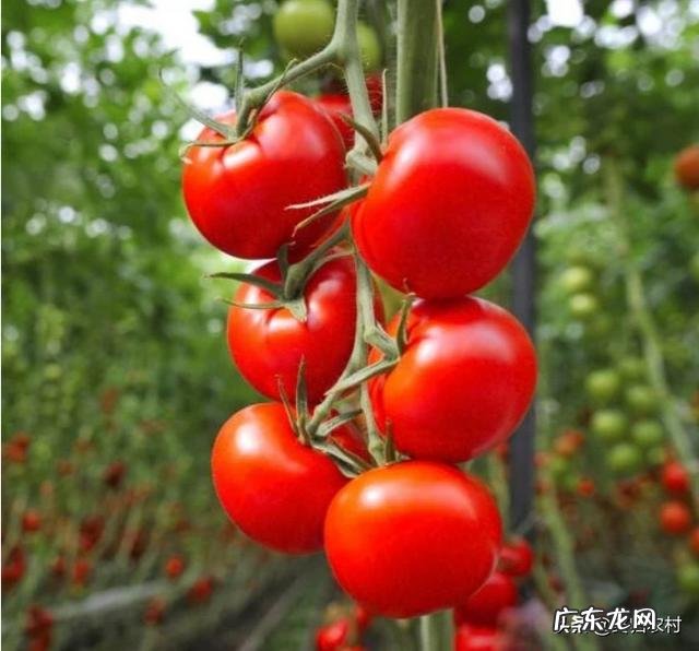 秋天可以种植番茄吗？该怎么种植好？