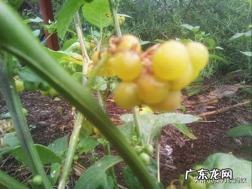 龙葵什么季节采挖?