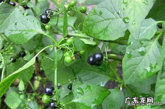 龙葵什么季节采挖?