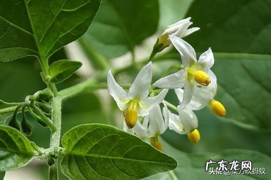 龙葵什么季节采挖?