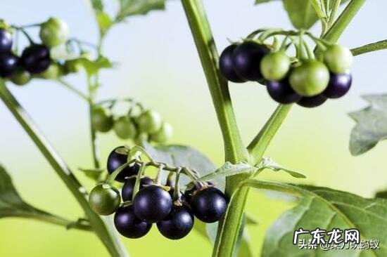 龙葵什么季节采挖?