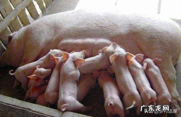 猪正常体温是多少，注意什么？