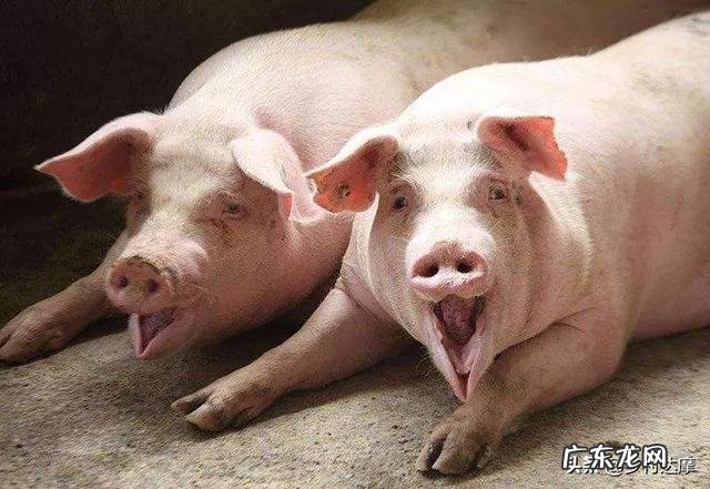 猪正常体温是多少,注意什么?