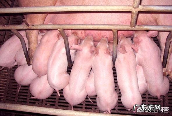 猪正常体温是多少,注意什么?