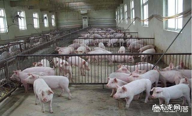 猪正常体温是多少，注意什么？