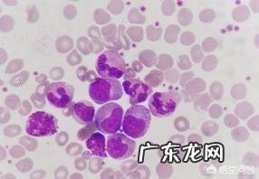 血常规检查主要查哪几项?