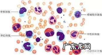 血常规检查主要查哪几项?